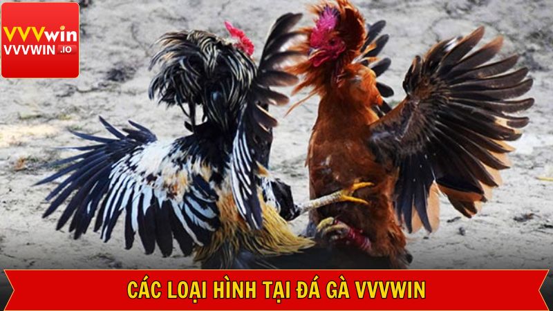 Các hình thức giải trí thú vị tại sảnh đá gà Vvvwin