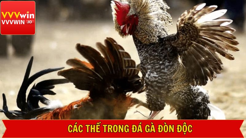 Chiến thuật gà đá đòn độc khiến đối thủ không kịp phản ứng