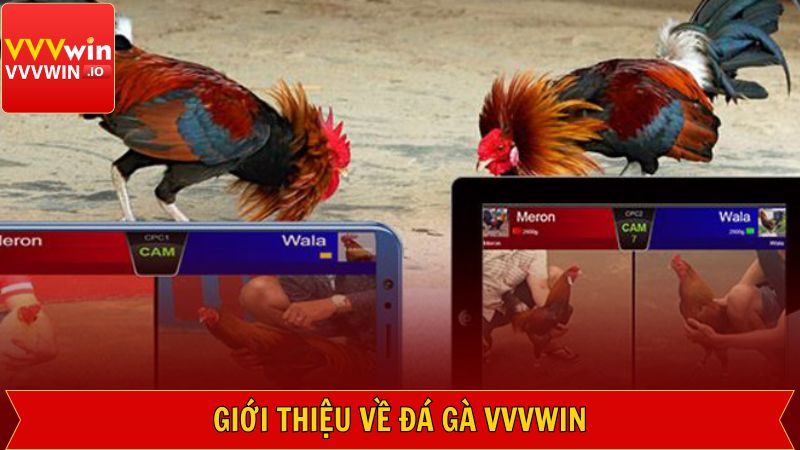 Khái quát về điểm đến thú vị tại Vvvwin