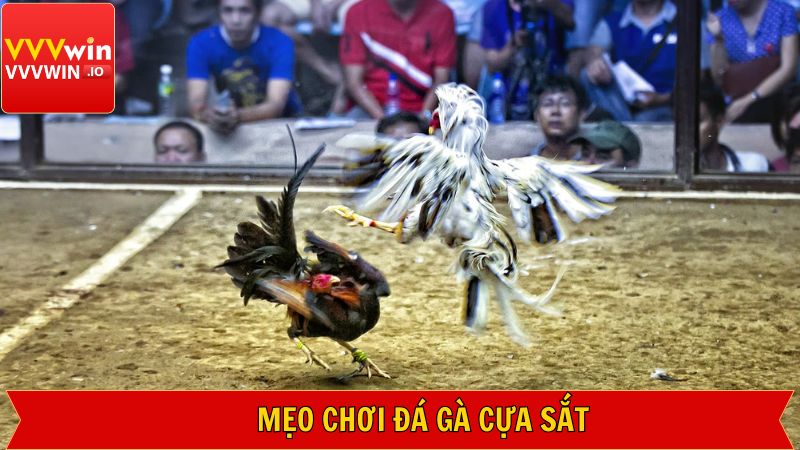 Bí kíp quan trọng các các trận đấu gà cựa sắt