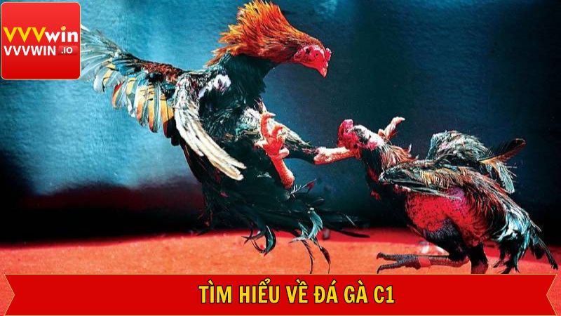 Giải mã cách hiểu về hình thức đá gà C1