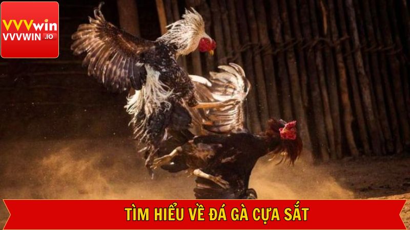 Đôi nét về hình thức đá gà cựa sắt trực tuyến