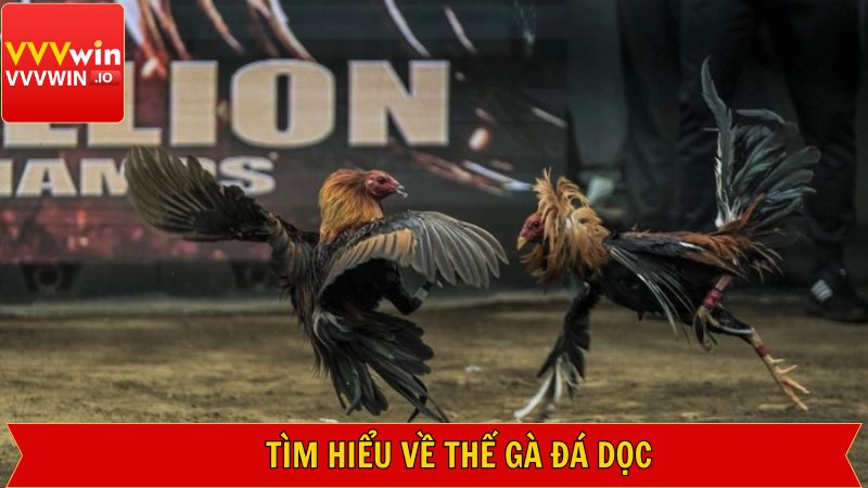 Giải mã khái niệm về thế gà đá dọc