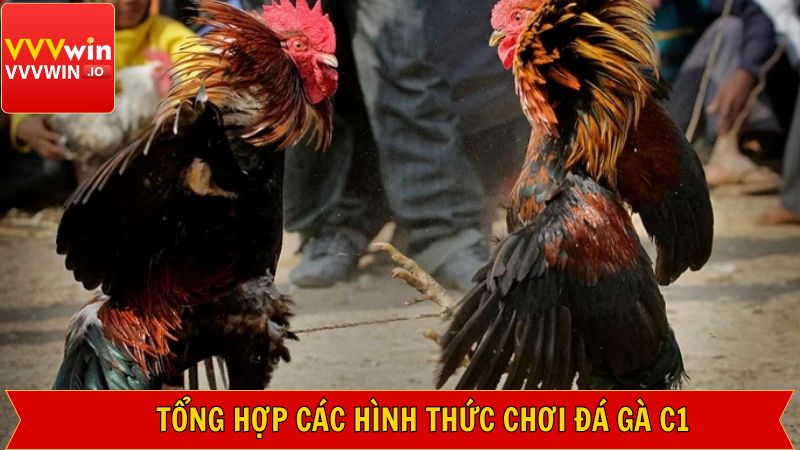 Bật mí các thể loại đá gà C1 đang được ưa chuộng