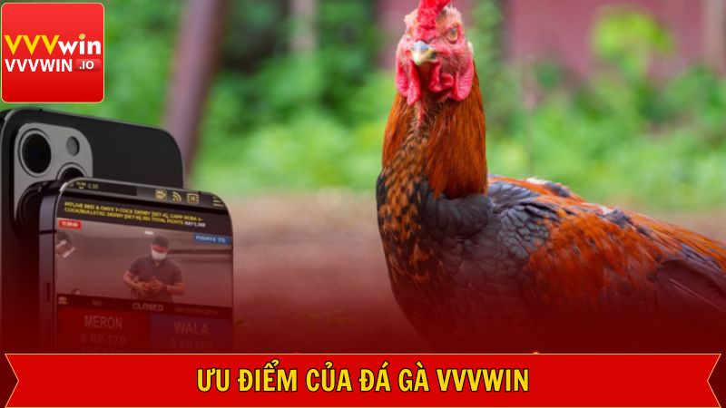 Các lợi ích khi đến với đá gà Vvvwin